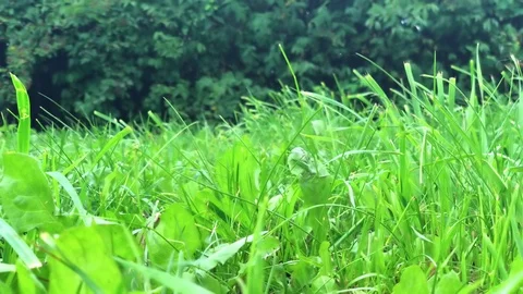 Close up of grass Stock Footage 92907653