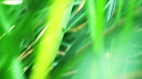 Close up grass Video stock 108220511
