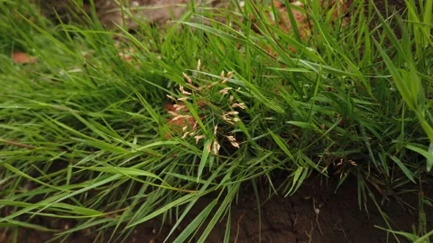 Close up of grass Stock Footage 138212155