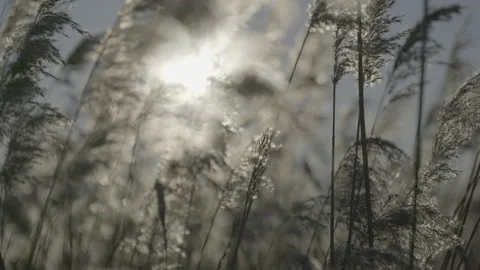 A close up of a grass Stock Footage 151833185