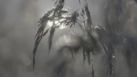 A close up of a grass Video stock 151833258