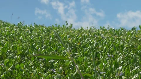 Close up of grass Видео 297713506