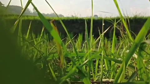 Close-up of Grass Stock Footage 300355783