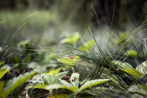Close up of grass on the forest floor. 스톡 사진