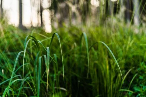 Close up of a grass in forest with shallow depth of field Stock Photos