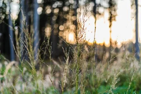 Close up of a grass in forest with shallow depth of field Stock Photos