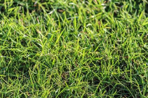 Close-up of grass in a garden Stock Photos