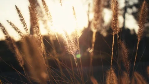 Close-up of the grass in the glow of the setting sun 動画素材 329341956