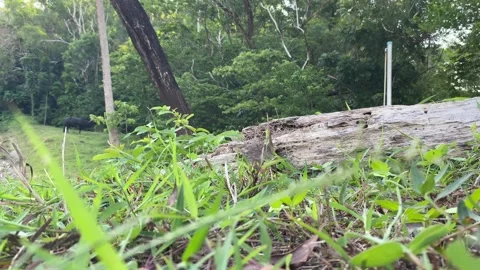 Close up grass on ground. Green nature summer view in the afternoon, Thailand Stock Footage 274729468