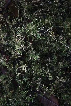 Close Up Grass On The Ground Stock Photos