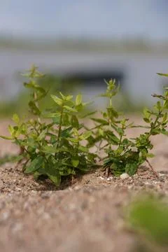 Close-Up of Grass Growing on Sand Stock Photos