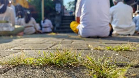 Close Up of Grass Growing Through Stone Pavement Stock Photos