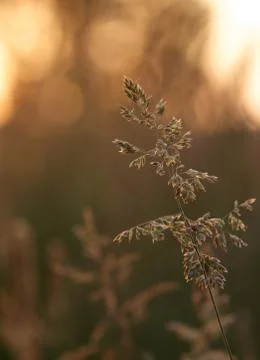 Close up Grass halm Stock Photos