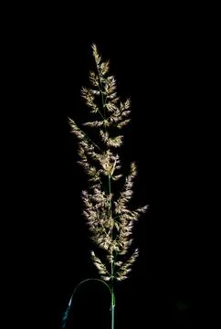 Close-up of a grass inflorescence on a black background Stock Photos