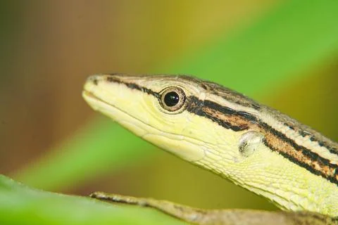 Close-up of a grass lizard perched on a branch of grass Stock Photos