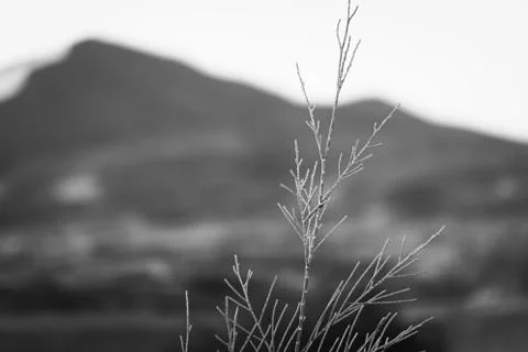 Close up of grass with mountain background Stock Photos