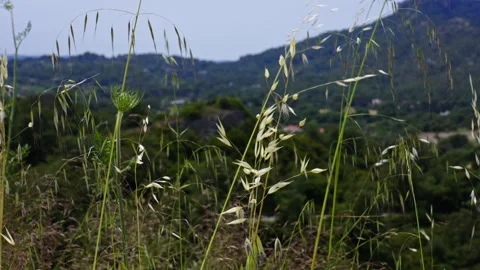 Close up of grass moving slowly in the wind Stock Footage 264945749