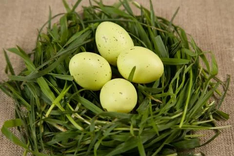 Close-up of grass nest with eggs Foto stock
