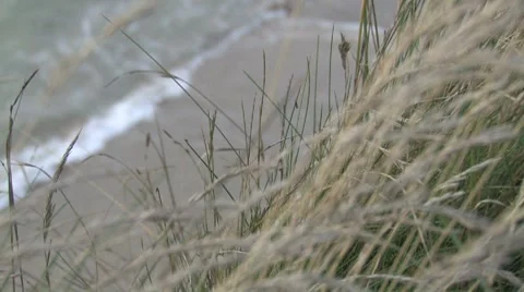 Close up on grass with Ocean in background HD Stock Footage 8623339