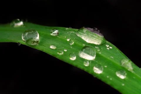Close-up grass Stock Photos