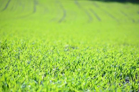 Close-up of grass Photos