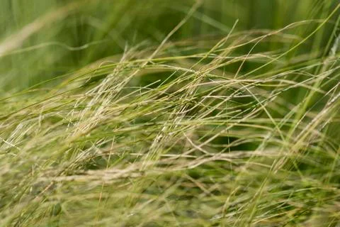 Close up of grass Stock Photos