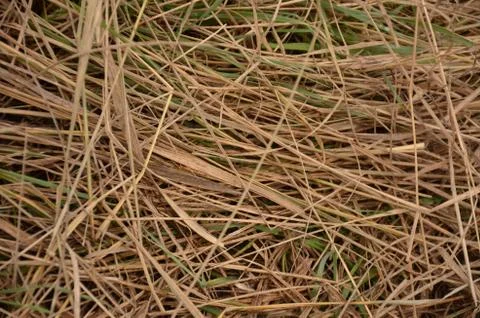 Close up of grass	 Stock Photos