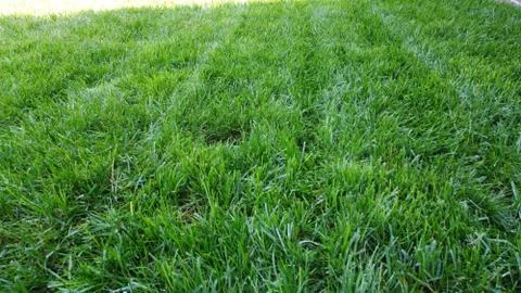 Close Up of Grass Fotos de archivo