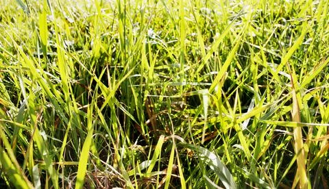 Close Up Of Grass 스톡 사진