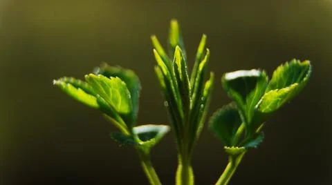 Close up of grass Stock Photos