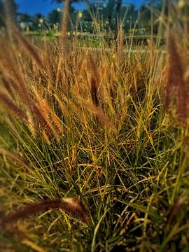 Close up of grass Stock Photos