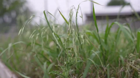 Close-Up of Grass in a Planter Box Blowing in the Wind Stock Footage 276251504