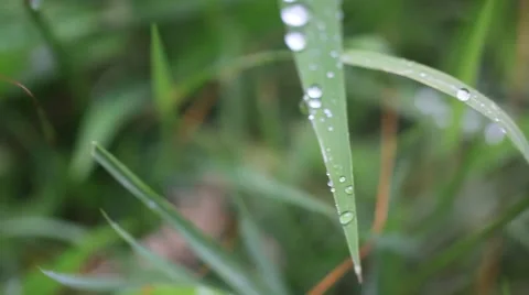 Close up of grass with rain drops macro. HD. 1920x1080 Stock-Footage 44130532