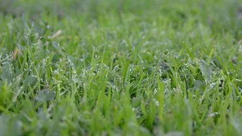 Close up grass with raindrop. grass with dew. Видео 102825240
