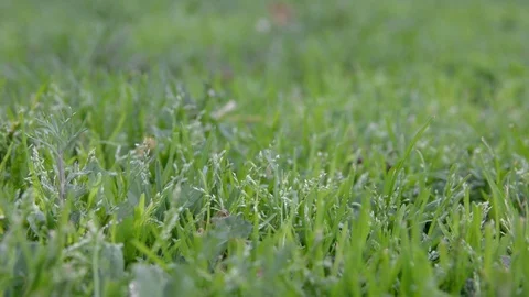 Close up grass with raindrop. grass with dew. Stock Footage 102825290