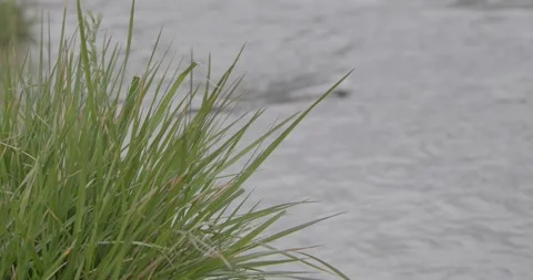 Close-up grass at rivers edge in gentle breeze with flowing water Stockbeeldmateriaal 334483578