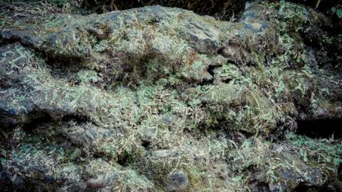 A close up of grass on rocks Stock Photos