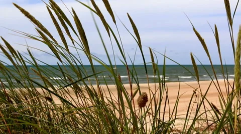 Close up of grass on a seashore Stockbeeldmateriaal 40347830