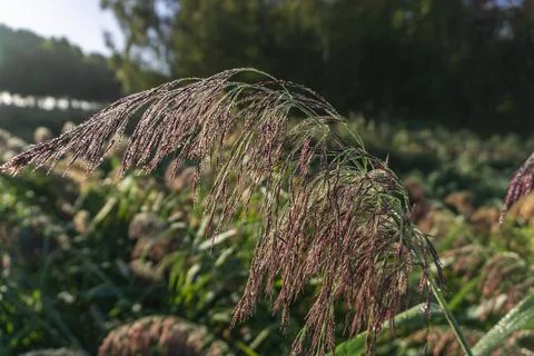 Close-up of grass seed head with soft focus on background field Foto stock
