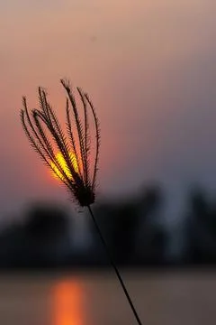 Close-up of a grass seed with sunset background Stock Photos