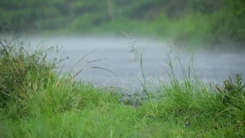 Close up of grass on the side of the road swaying due to heavy rain Stock Footage 307435196