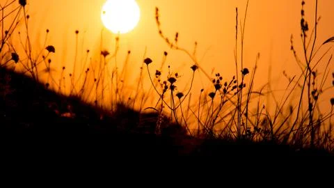 Close up of grass silhouettes at sunset light. Colorful nature background Stock Photos