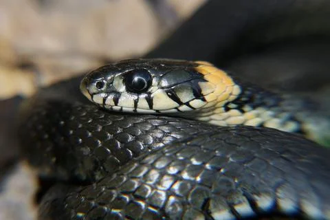 Close-up of a grass snake coiled up Stock Photos