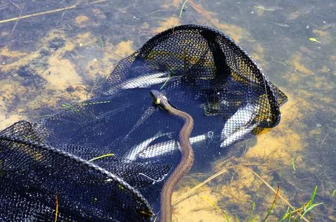 Close-up of a grass snake (Natrix natrix) crawling on floating plants in the  Stock Photos
