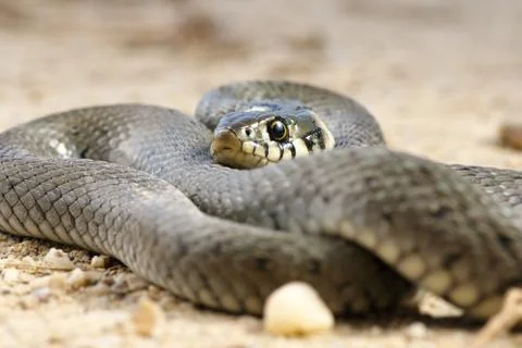 Close up of grass snake Stock Photos