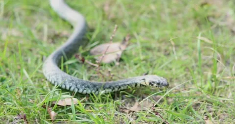 Close-up of a grass snake slithering through green grass and dry leaves Stock Footage 339071007