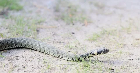 Close-up of a grass snake slithering through sandy terrain with sparse Stock Footage 339071066