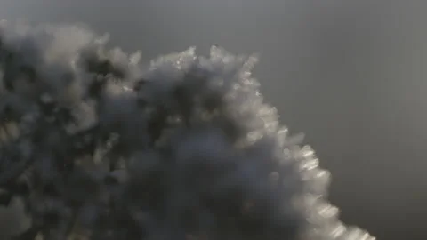 A close up of a grass with snow Video stock 151833574