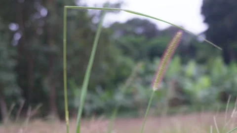 Close Up Grass Spikelet Outdoors Vídeo Stock 329402429