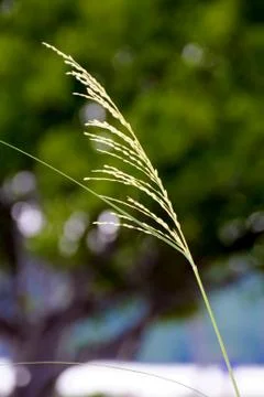 Close-Up of Grass Stalk Stock Photos